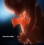 BabyInWomb