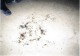 Thumbs/tn_undated025.jpg